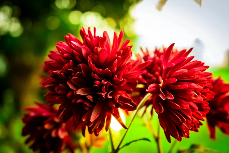 a group of red flowers sitting on top of a lush green field, chrysanthemum eos-1d, colorful photograph, dark red, heavy bokeh