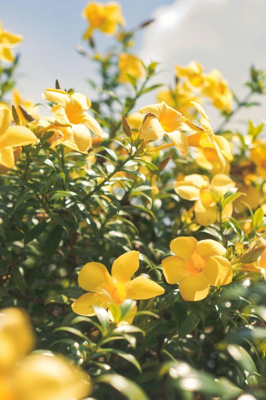 a bunch of yellow flowers sitting on top of a lush green field, covered in flame porcelain vine, award - winning, jasmine, yellow carpeted