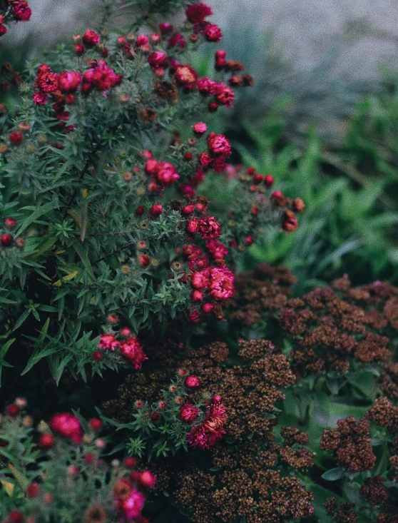 a fire hydrant sitting on top of a lush green field, inspired by Elsa Bleda, trending on unsplash, australian tonalism, red and magenta flowers, “berries, against a winter garden, brown and pink color scheme
