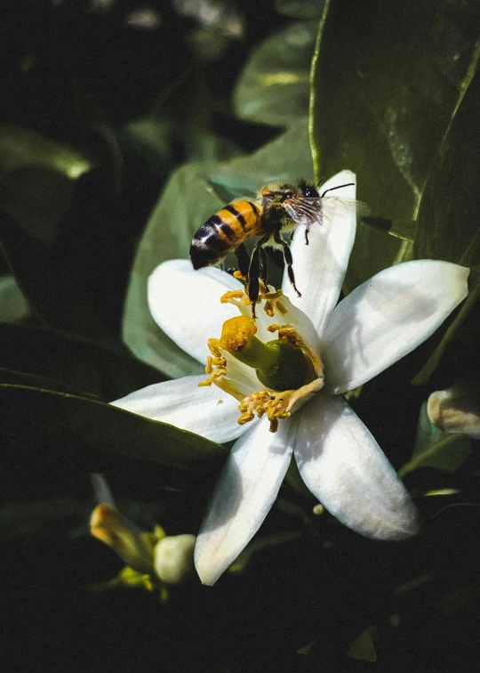 a bee sitting on top of a white flower, next to a plant, promo image, multiple stories, having a snack