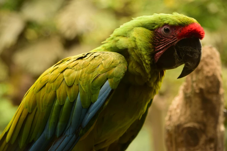 a green parrot sitting on top of a tree branch, pexels contest winner, 🦩🪐🐞👩🏻🦳, colorful feathers, green and red tones, an ancient