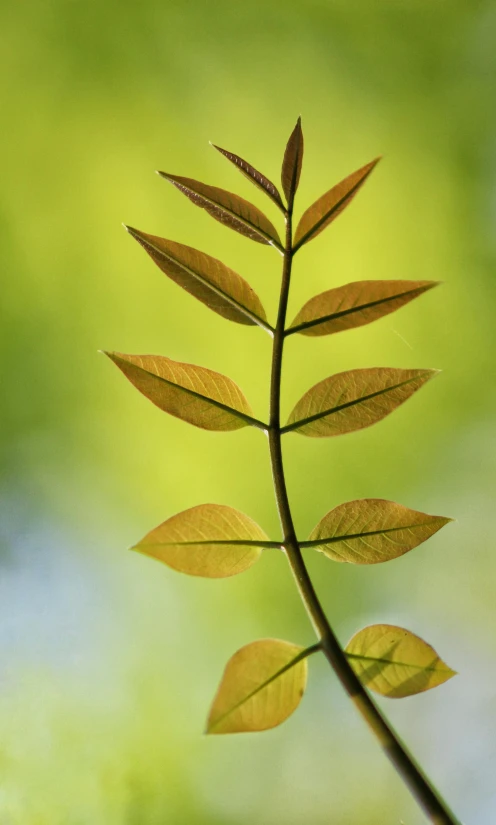 a close up of a plant with yellow leaves, a macro photograph, by Ian Fairweather, conceptual art, light green, tall, 15081959 21121991 01012000 4k