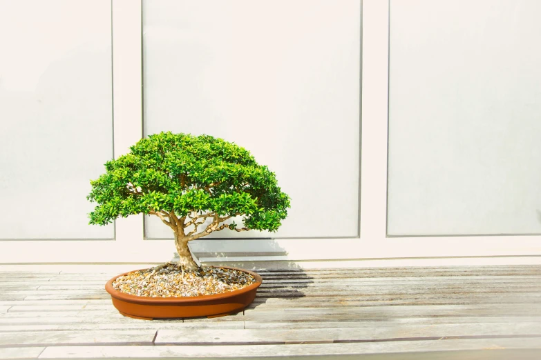 a bonsai tree sitting on top of a wooden table, inspired by Tōshi Yoshida, unsplash, arabesque, on a bright day, with soft bushes, taken in the late 2000s, multicoloured