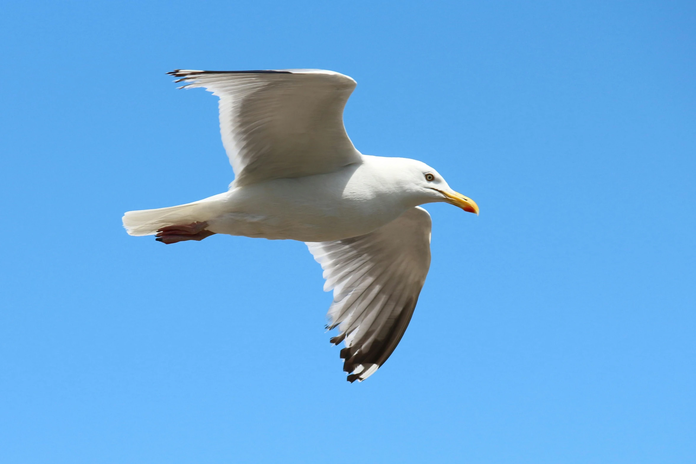 a white bird flying through a blue sky, a portrait, pexels contest winner, arabesque, maryport, albino, today\'s featured photograph 4k, grey