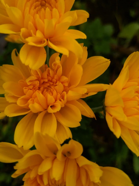 a close up of a bunch of yellow flowers, taken in 2 0 2 0, yellow-orange, chrysanthemum, low quality photo