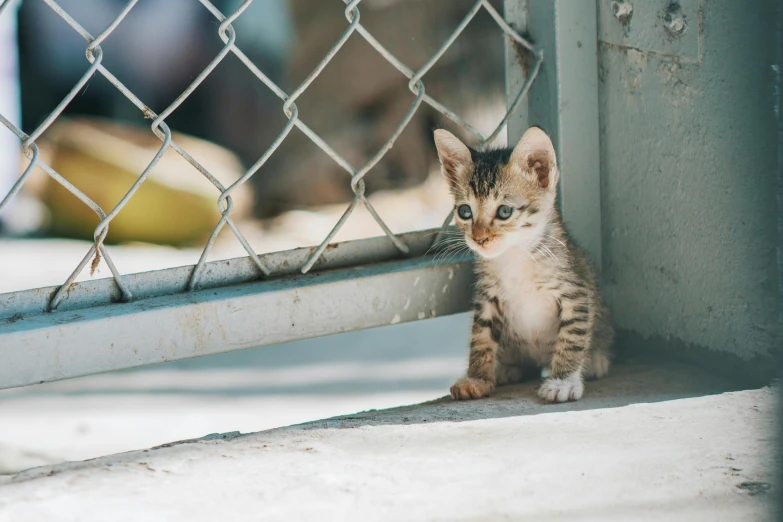 a small kitten sitting in front of a chain link fence, pexels contest winner, leaning on door, people watching around, pristine and clean, instagram post