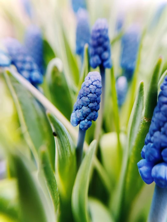 a close up of a bunch of blue flowers, by Jan Tengnagel, unsplash, green pupills, hyacinthe rigaurd, high quality photo, profile pic