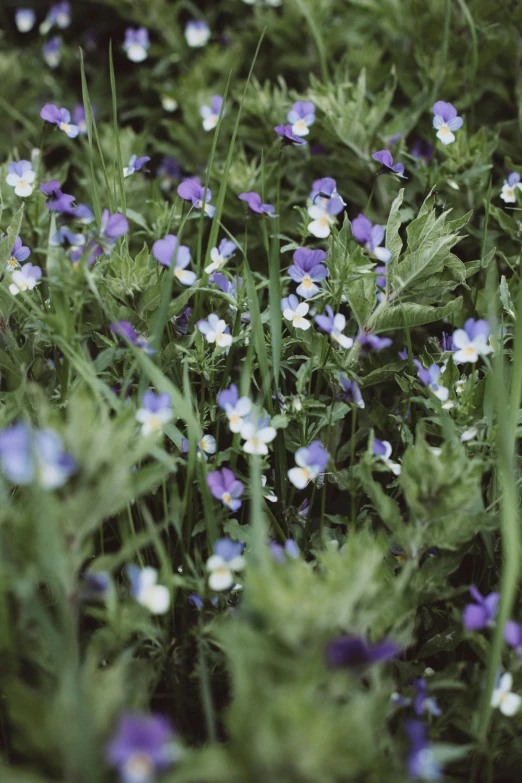 a field full of blue and white flowers, a colorized photo, by Attila Meszlenyi, unsplash, renaissance, violet color, edible flowers, grainy film photograph, crawling along a bed of moss