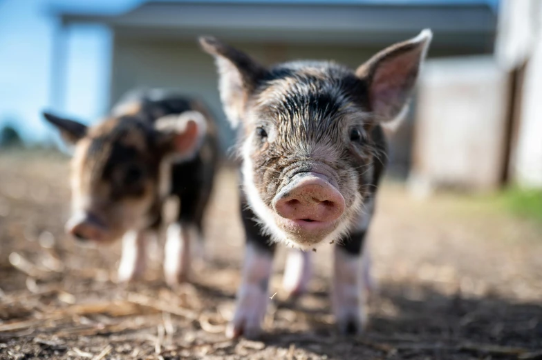 a couple of small pigs standing next to each other, unsplash, pov photo, australian, township, shot on sony a 7 iii