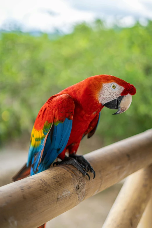 a colorful parrot sitting on top of a wooden pole