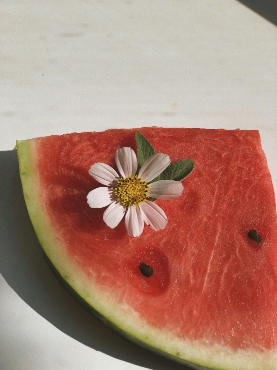 a slice of watermelon with a flower sticking out of it, by Niko Henrichon, trending on unsplash, 🎀 🗡 🍓 🧚, instagram story, an olive skinned, mix of aesthetics