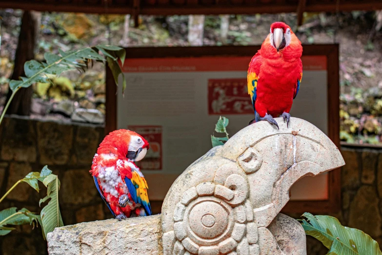 two colorful birds sitting on top of a stone statue, las pozas, crimson themed, 2 animals, biodome