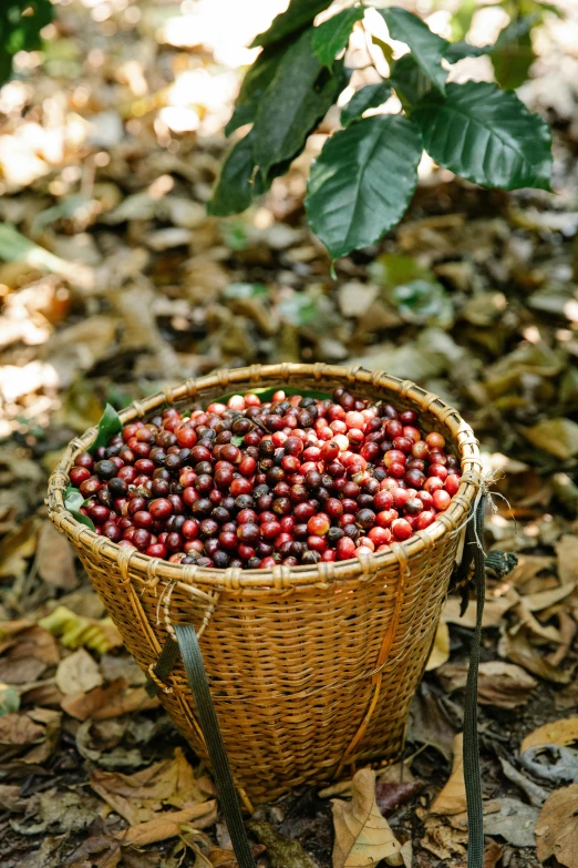 a basket full of berries sitting on the ground, arabica style, in a jungle environment, crimson themed, voluminous