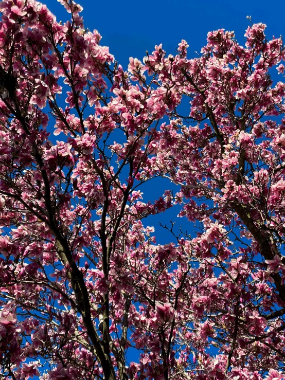 a tree with pink flowers against a blue sky, a photo, by Jacob Burck, baroque, vivid colors!, # nofilter, magnolias, seasons!! : 🌸 ☀ 🍂 ❄