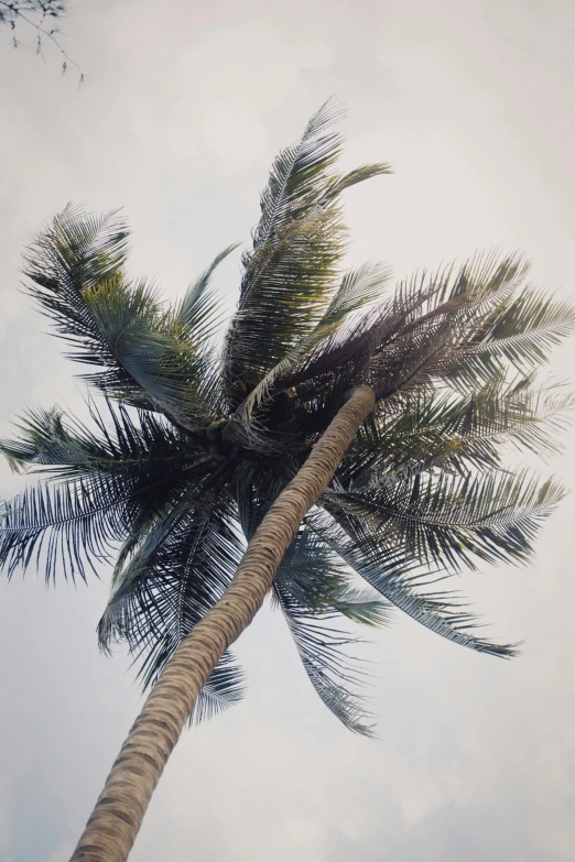 a tall palm tree on a cloudy day, unsplash, hyperrealism, vietnam, 1990s photograph, close - up photograph, aged 2 5