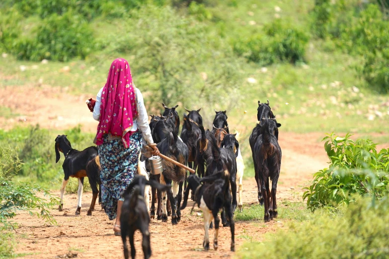 a woman walking a herd of goats down a dirt road, pexels contest winner, samikshavad, thumbnail, avatar image, islamic, summer season