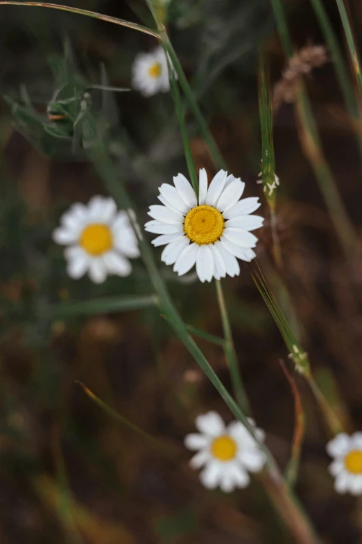 a bunch of white flowers with yellow centers, a portrait, trending on unsplash, standing alone in grassy field, high quality photo, loosely cropped, single