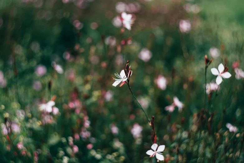 a small white flower sitting on top of a lush green field, a picture, by Elsa Bleda, unsplash, pink petals fly, southern wildflowers, 2000s photo