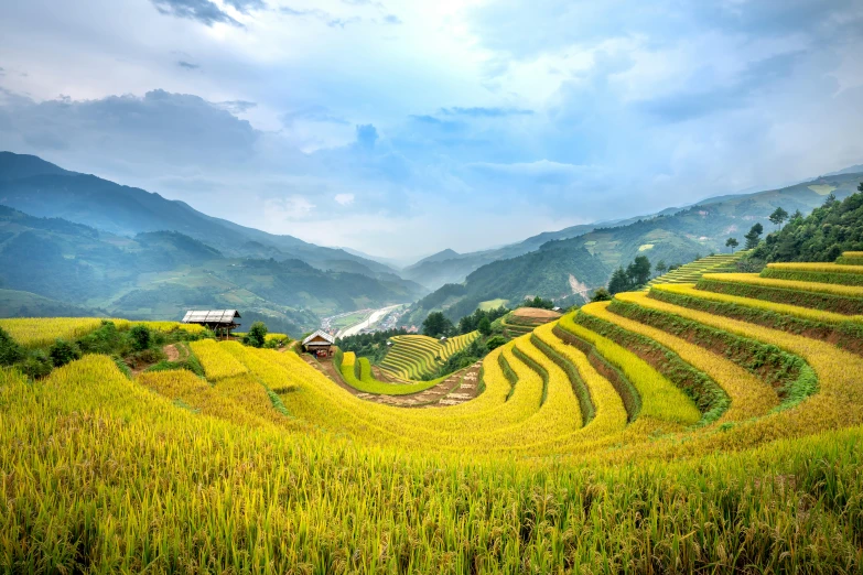 a rice field with mountains in the background, pexels contest winner, staggered terraces, golden hues, vast lush valley flowers, ja mong