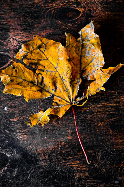 a yellow leaf sitting on top of a wooden table, trending on pexels, art photography, dressed in a worn, dark, mix, ready to eat