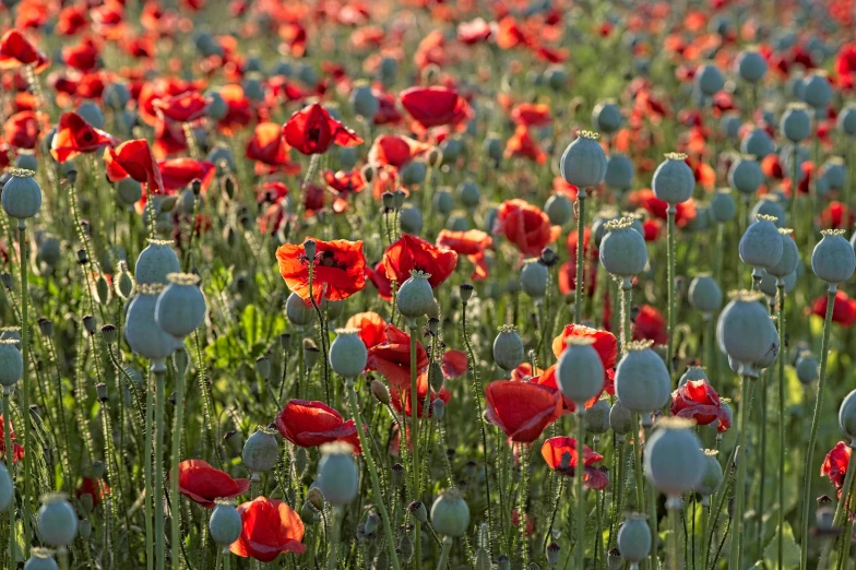 a field full of red and white poppies, by Julian Hatton, pexels contest winner, red and cyan, morning lighting, grey, 1024x1024