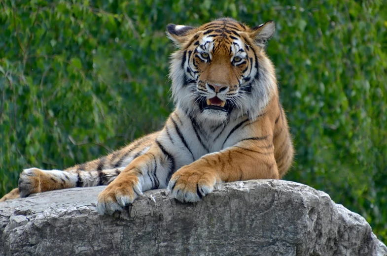 a tiger sitting on top of a large rock, facing the camera