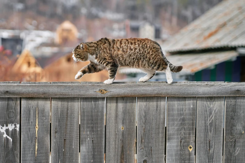 a cat walking on top of a wooden fence, in an action pose, mixed animal, taken with sony alpha 9, album