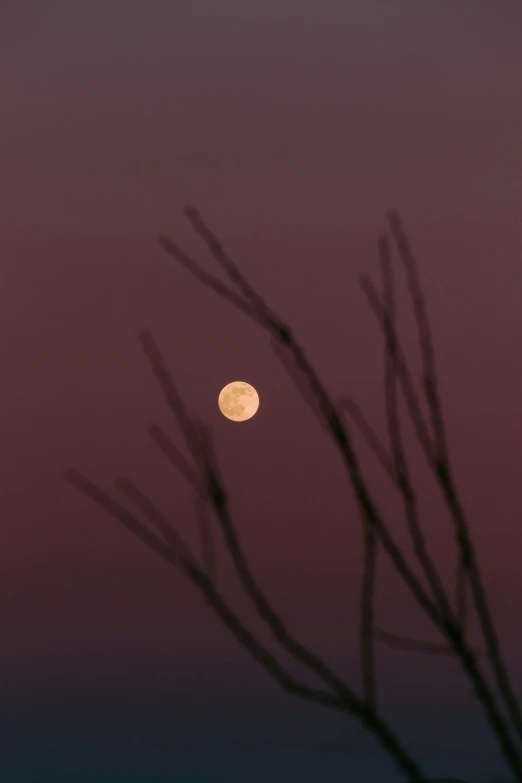 a full moon is seen through the branches of a tree, a picture, unsplash, 2019 trending photo, light purple mist, pastel orange sunset, close - up photograph