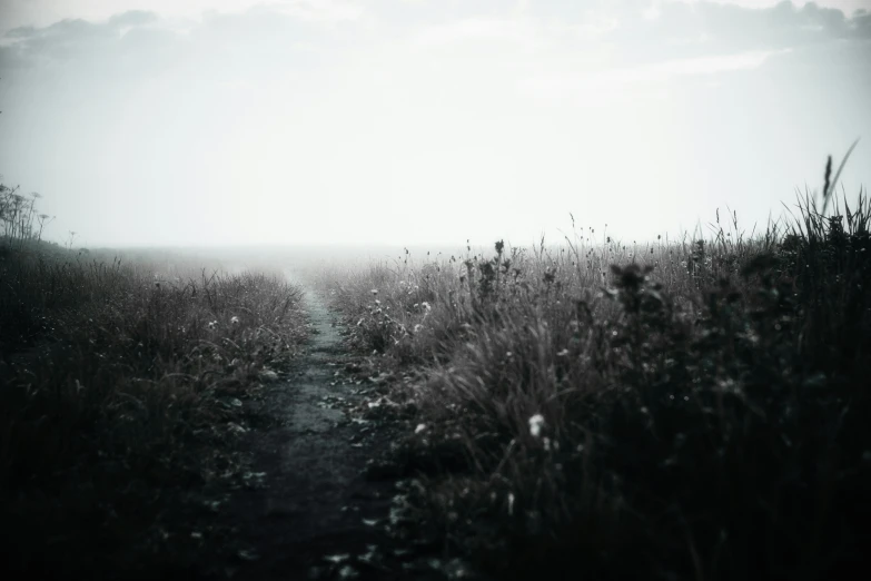 a black and white photo of a path through a field, unsplash, romanticism, overgrown with weeds, distance fog, instagram photo, near the sea