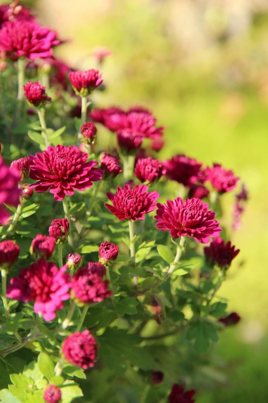 a bunch of purple flowers sitting on top of a lush green field, chrysanthemums, persian queen, award - winning, crimson