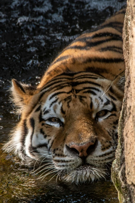 a close up of a tiger in a body of water, taken with sony alpha 9, looking tired, ((tiger)), head macro