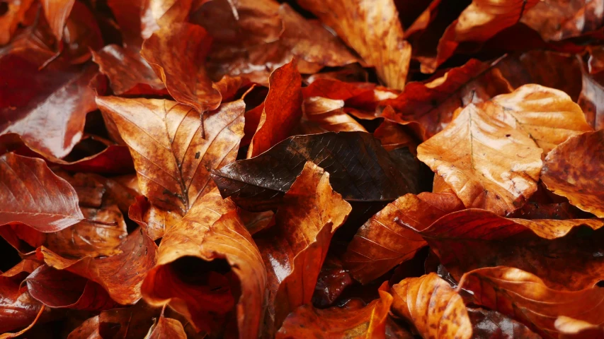 a close up of a bunch of leaves on the ground, pexels, dark orange, slide show, large format, orange: 0.5