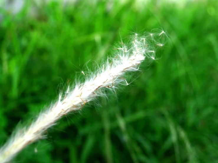 a close up of a grass with a blurry background, a macro photograph, by Shigeru Aoki, flickr, hurufiyya, trailing white vapor, bushy white beard, weed cutie mark, real feather