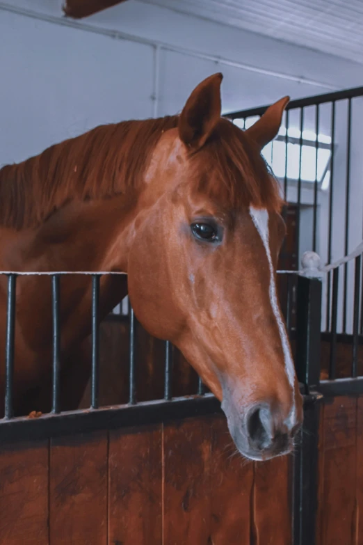 a brown horse sticking its head over a fence, pexels contest winner, indoor shot, 4 k smooth, square nose, gif