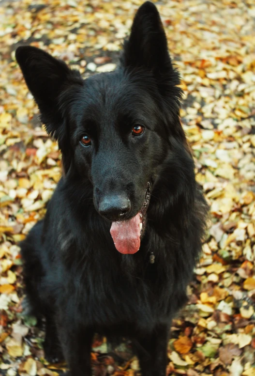 a black dog sitting on top of a pile of leaves, pexels contest winner, renaissance, handsome face, long ears, 3 5 mm slide, autum