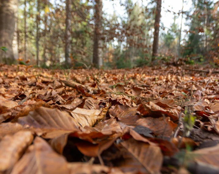 a forest filled with lots of brown leaves, by Andries Stock, pexels contest winner, fan favorite, ground level shot, close establishing shot, detailed surroundings