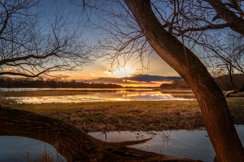 a large tree sitting next to a body of water, by Jan Tengnagel, pexels contest winner, land art, sunset panorama, midwest countryside, flooded ground, outdoor photo