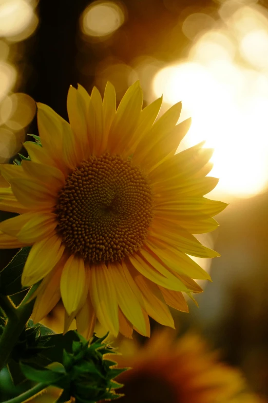 a close up of a sunflower with the sun in the background, slide show, lights on, at the golden hour, on display