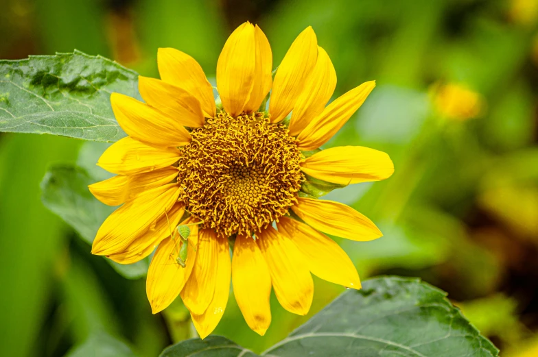 a close up of a sunflower with green leaves, uncrop, surrounded flower, vibrant but dreary gold, vanilla