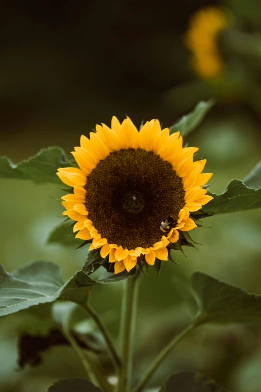 a close up of a sunflower in a field, on a dark background, uncrop, looking happy, slide show