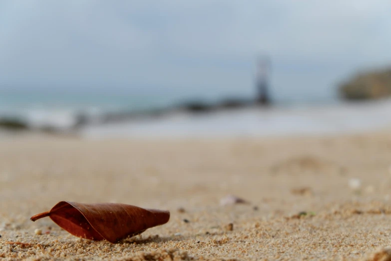 a brown leaf laying on top of a sandy beach, pexels contest winner, cone shaped, normandy, thumbnail, seaview