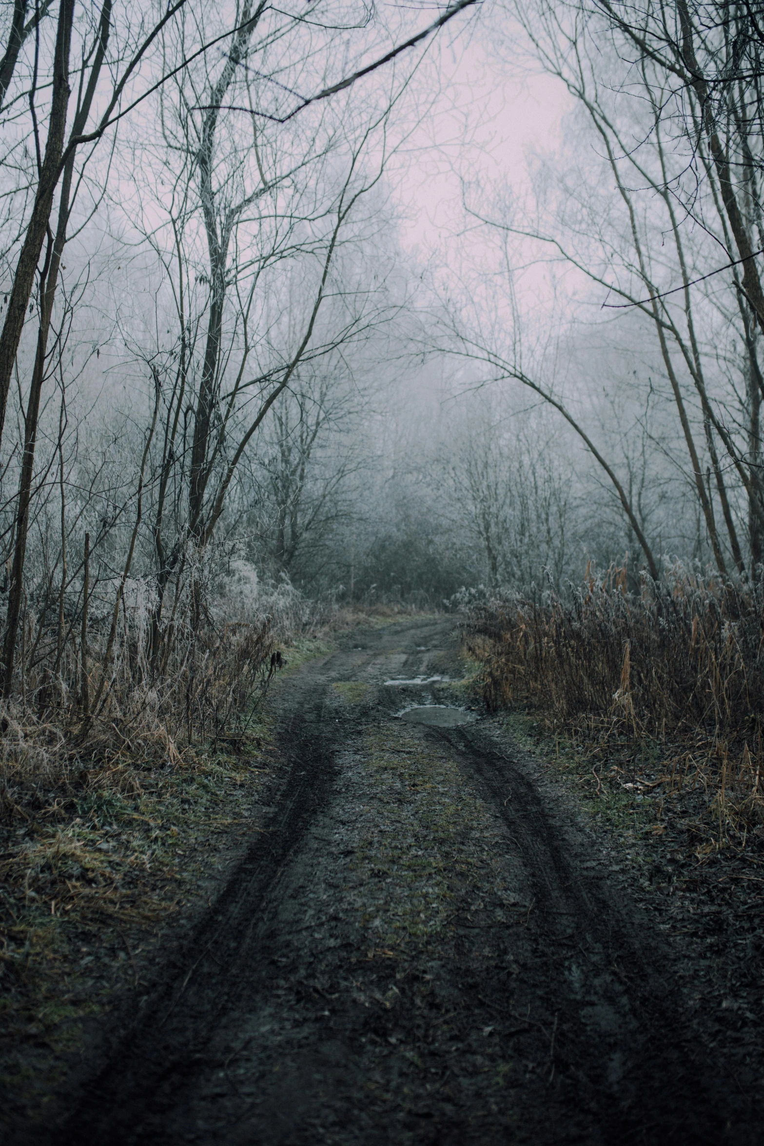 a dirt road surrounded by trees on a foggy day, an album cover, inspired by Elsa Bleda, on a dark winter's day, paths, grey, a dark