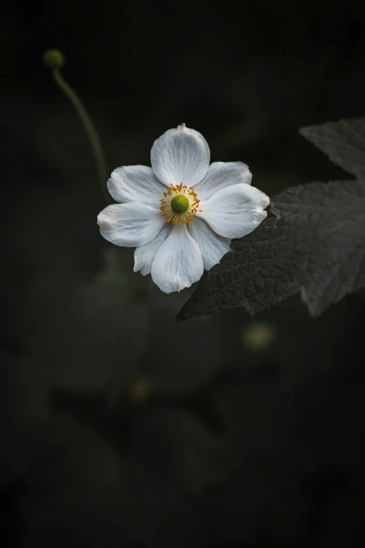 a single white flower sitting on top of a leaf, unsplash, renaissance, medium format, anemones, dark photo