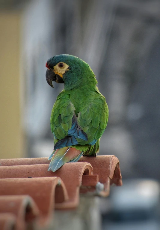 a green parrot sitting on top of a roof, pexels contest winner, renaissance, young adult male, colombian, colorful”