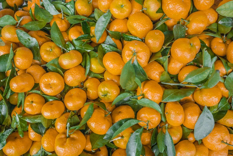 a large pile of oranges with green leaves, by Carey Morris, pexels, print ready, belgium, thumbnail, unedited