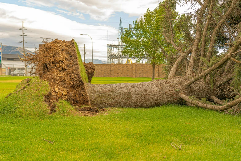 a fallen tree sitting on top of a lush green field, a picture, unsplash, auto-destructive art, earthquake destruction, profile image, brown, “hyper realistic