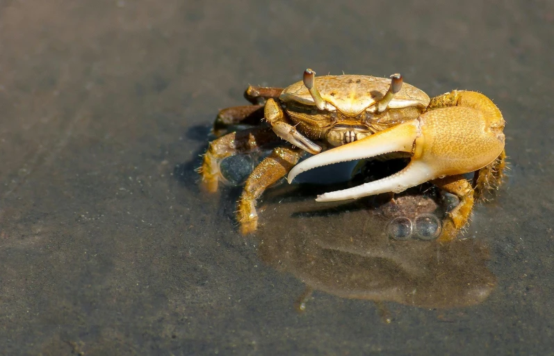 a crab sitting on top of a sandy beach, shallow water, gold, drooling, slide show