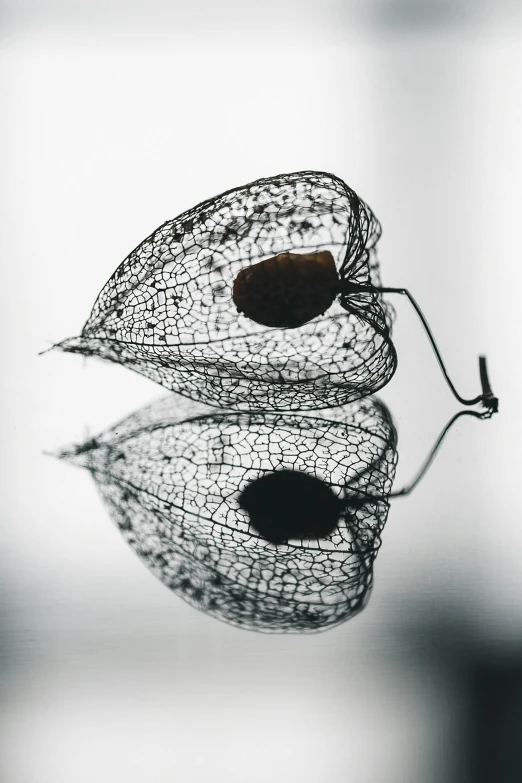 a plant that is sitting on top of a table, a macro photograph, inspired by Hedi Xandt, pexels contest winner, torn mesh, with reflection and textures, chrysalis, on a gray background