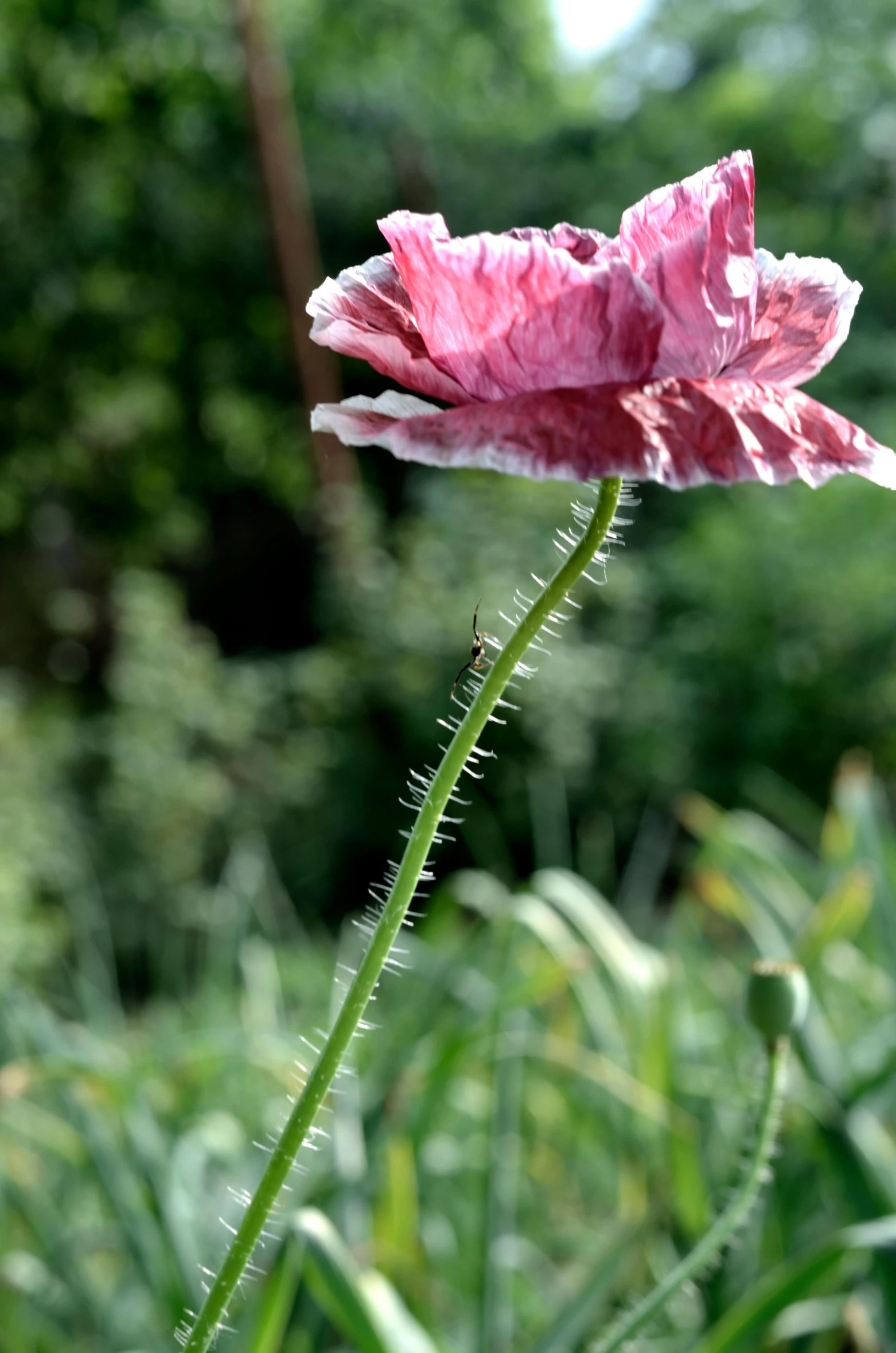 a pink flower sitting on top of a lush green field, arabesque, dead but beautiful. poppies, long wispy tentacles, grey, single long stick