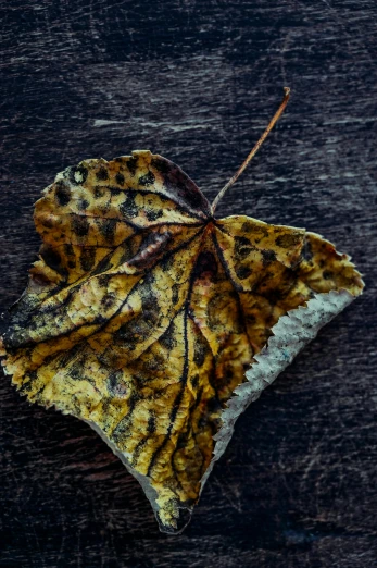 a close up of a leaf on a wooden surface, unsplash, art photography, dressed in a worn, withered, autumnal, real